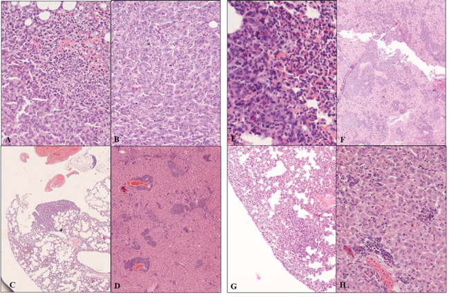 Histopathological sections from primary and metastatic tumors of STM-treated and untreated bearing-tumor mice.
