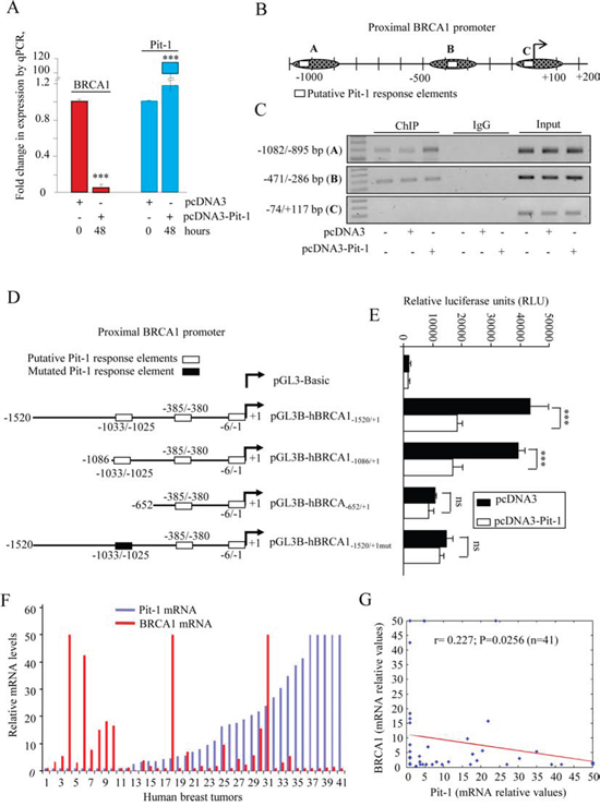 Pit-1 inhibits BRCA1 in breast cancer cells.