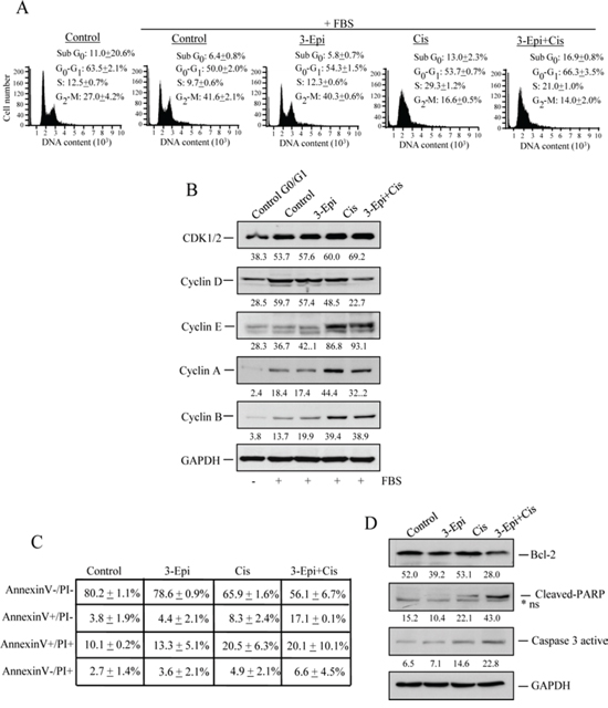 3-Epi enhances cisplatin effect in Pit-1-overexpressed breast cancer cells.