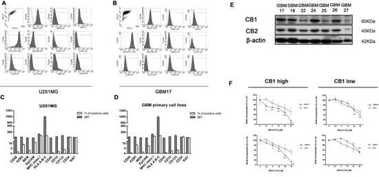 CB1 expression in glioma patients derived-cells dictates the responsiveness to SR1417176 treatment.