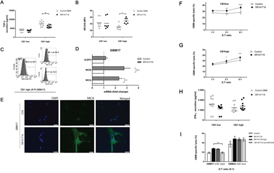 SR141716 stimulates MICA and MICB transcription and cell surface expression on responsive CB1 high primary cell lines enhancing NK-cell mediated cytotoxicity against glioma patient cells.
