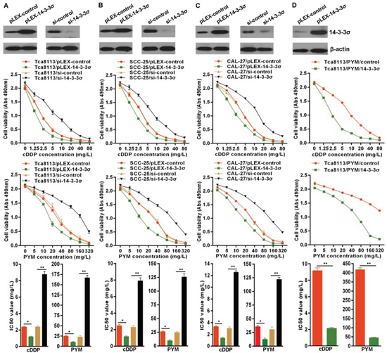 14-3-3&#x03C3; enhances chemo-sensitivity in tongue cancer cells.