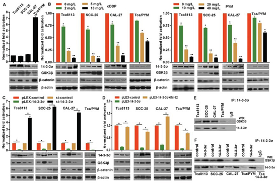 14-3-3&#x03C3; interacts with GSK3&#x03B2; to inhibit &#x03B2;-catenin signaling activation.