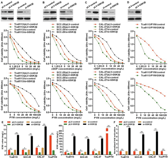 GSK3&#x03B2; enhances chemo-sensitivity in tongue cancer cells.