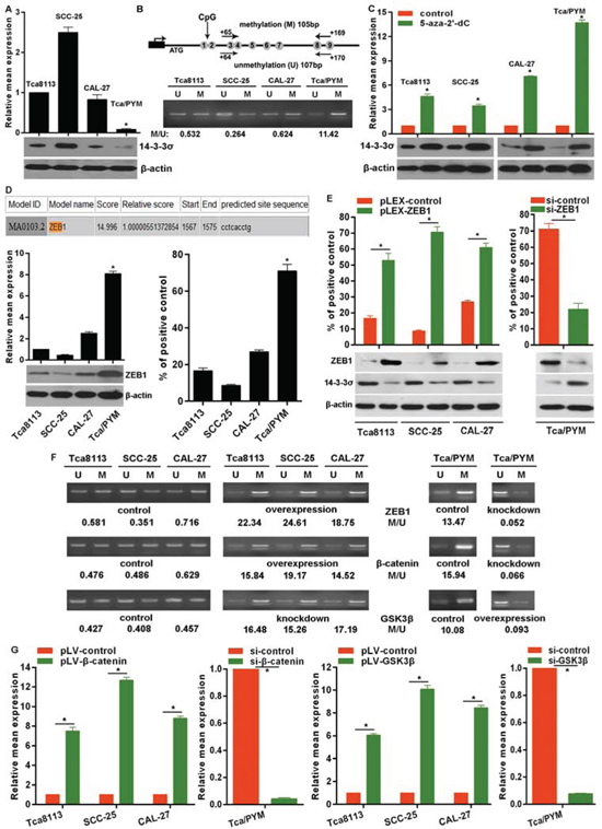 ZEB1 elevates the methylation level of 14-3-3&#x03C3; promoter.