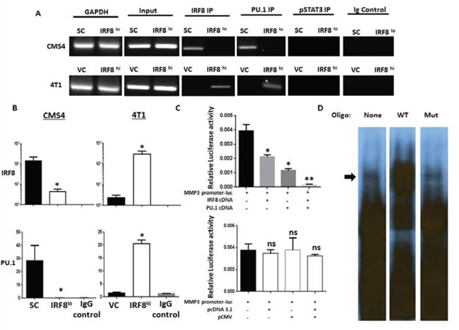 IRF8 regulates MMP3 promoter activity in conjunction with PU.1.