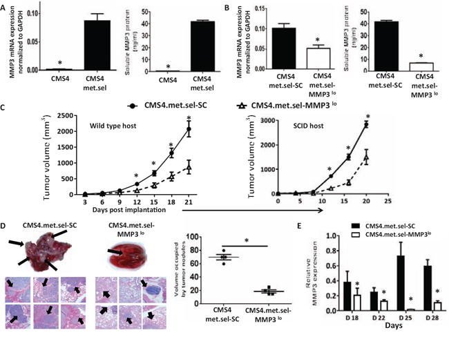 Modulating tumor-derived MMP3 levels alters CMS4-met.sel tumor growth.