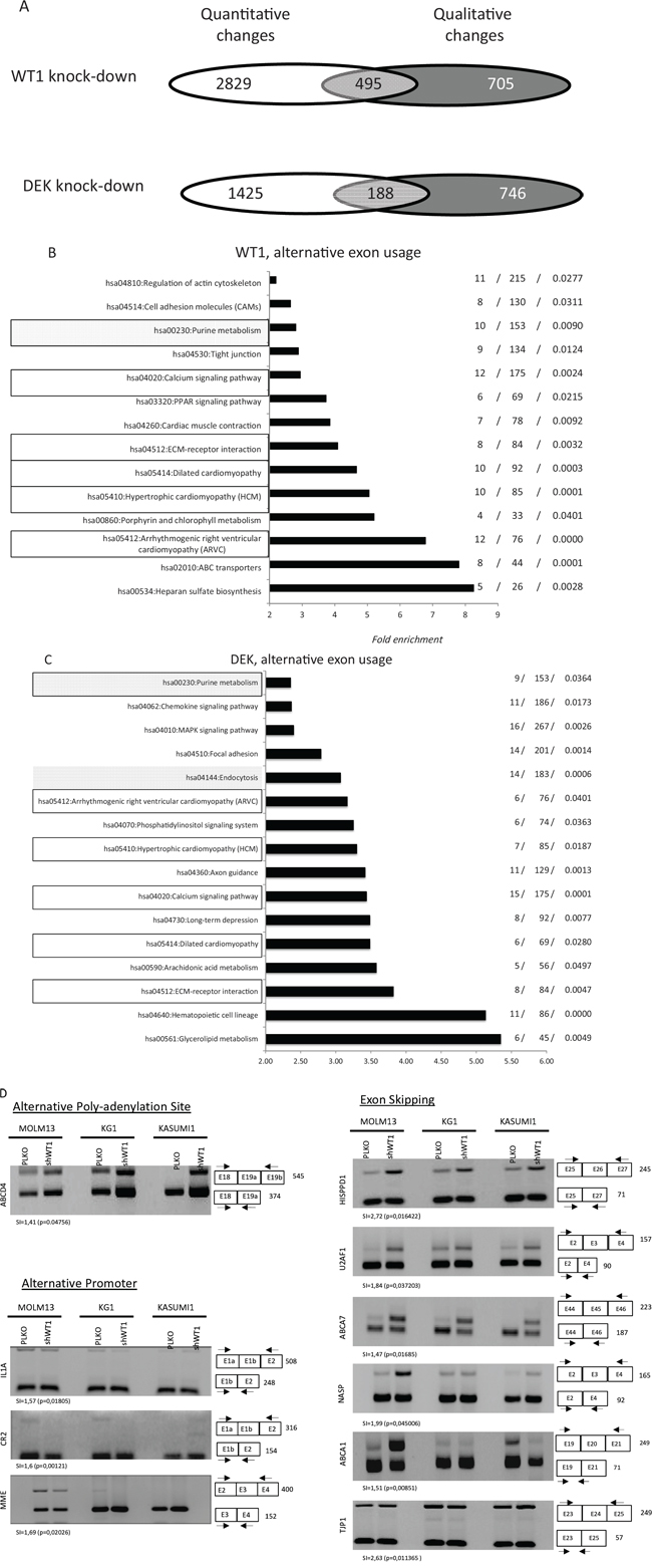 Distribution of alternative exon usages in AML cell lines after WT1 and DEK expression.