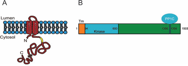 Predicted structure of Lemur Tyrosine Kinase 2 (LMTK2).