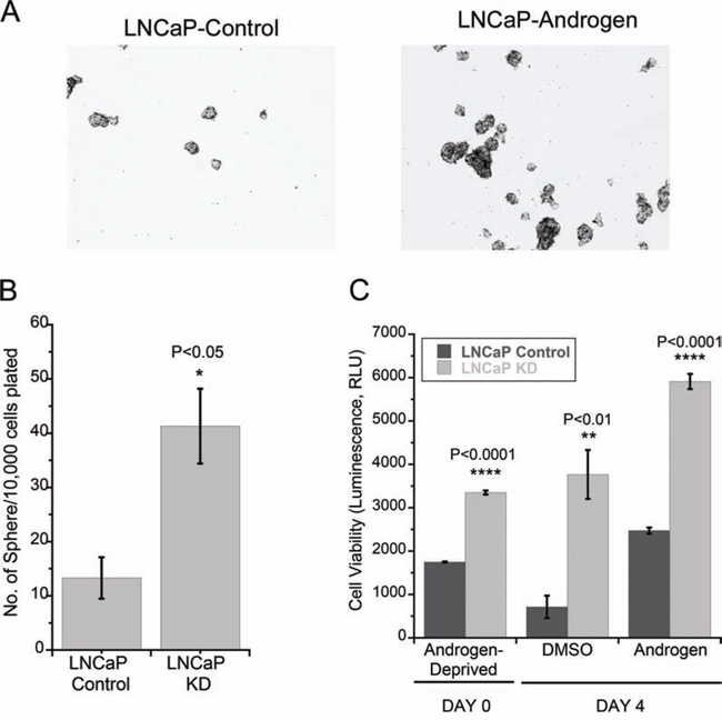 LMTK2 down-regulation promotes tumor forming capacity and proliferation in LNCaP cells.