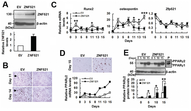 The effect of ZNF521 overexpression on the osteoblastic differentiation of C3H10T1/2 cells.