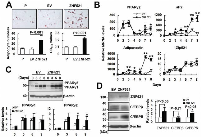 The effect of ZNF521 overexpression to the adipogenic differentiation of C3H10T1/2 cells.