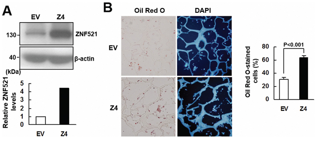 ZNF521 overexpression promoted adipogenic differentiation of C3H10T1/2 cells ex vivo.
