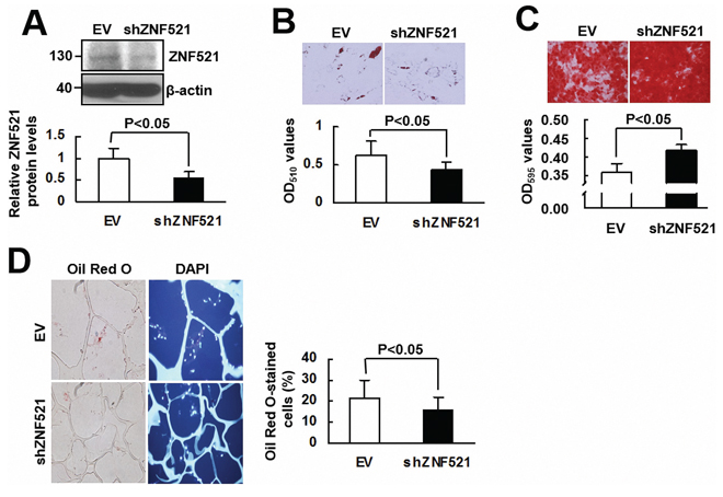 The effect of ZNF521 knockdown on the lineage differentiation of human bmMSCs.