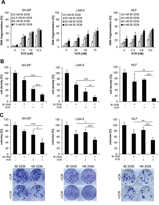 BI 2536 synergizes with vinca alkaloids to induce apoptosis in NB cells.