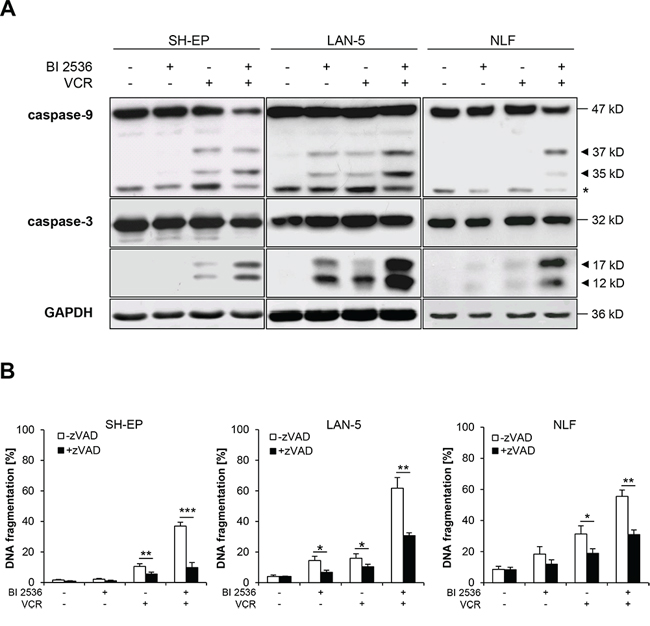 BI 2536 and VCR cooperate to induce caspase-dependent apoptosis.