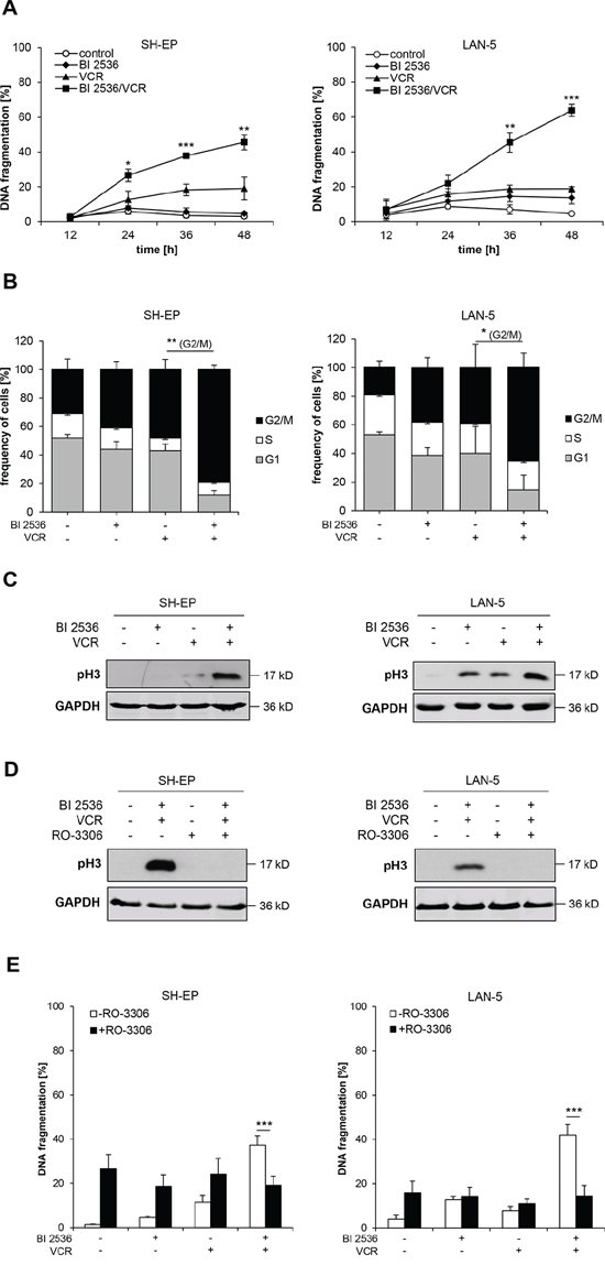 Mitotic arrest is required for BI 2536/VCR-induced apoptosis.