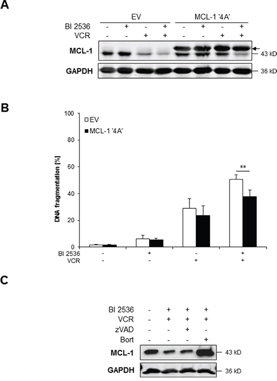 BI 2536/VCR-mediated downregulation of MCL-1 contributes to apoptosis.