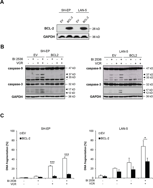 BCL-2 overexpression rescues BI 2536/VCR-induced apoptosis.