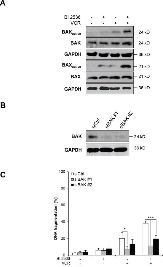 BI 2536/VCR-mediated activation of BAK and BAX is required for apoptosis.
