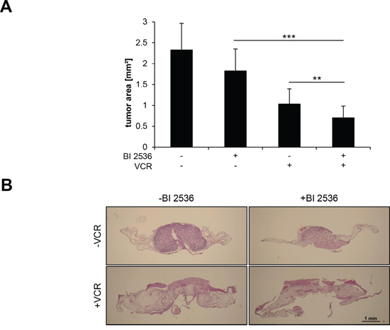 BI 2536 and VCR cooperate to suppress tumor growth in vivo.