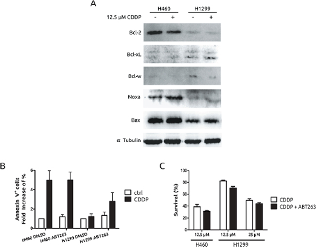 Pro- and anti-apoptotic protein expression pattern in H1299 and H460 cells.