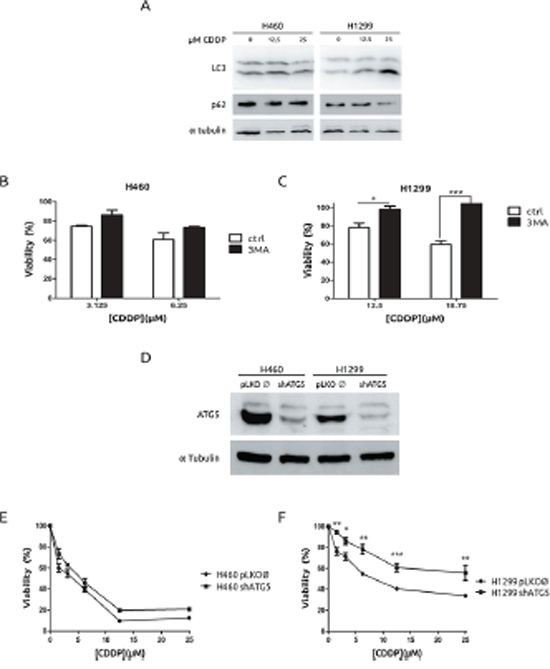 Autophagy is associated to cell-death in H1299 cells in response to CDDP.