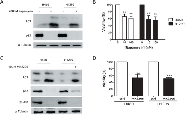 Both H460 and H1299 cells are sensitive to autophagy triggered by mTOR or Akt inhibition.