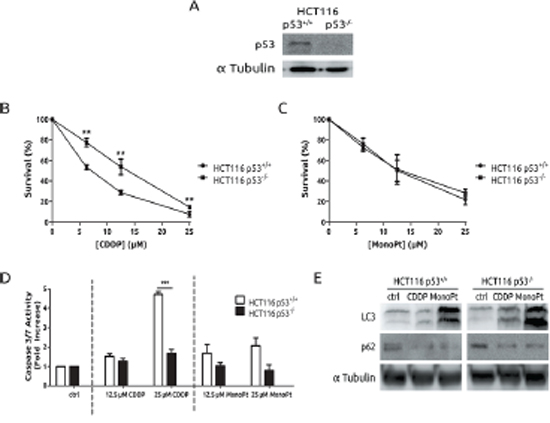 Autophagy triggered by MonoPt is p53 independent.