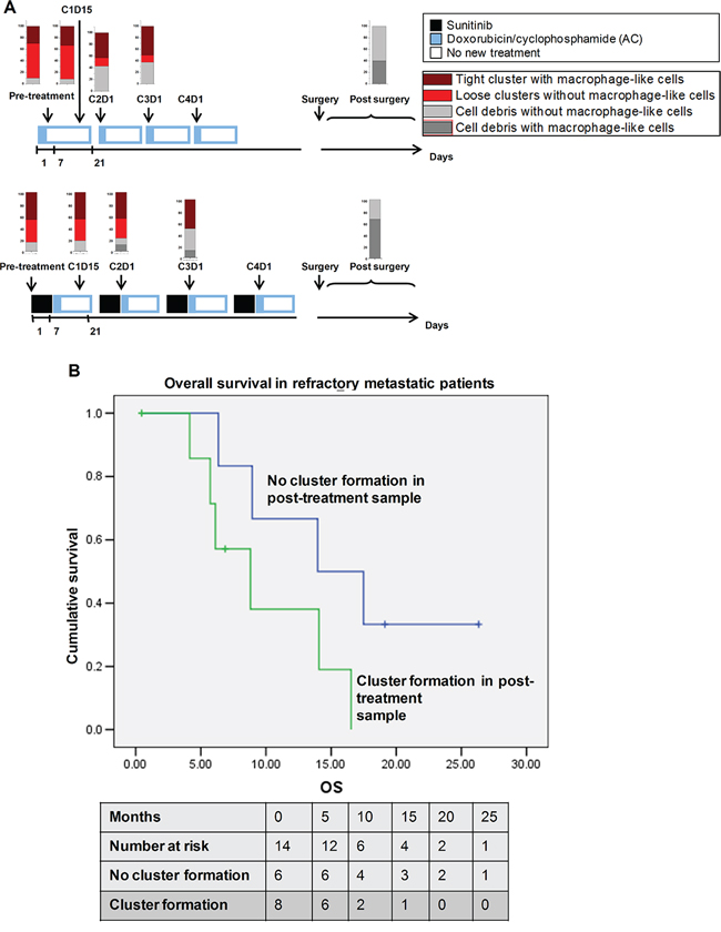 Clinical correlation of cluster formation with patient survival.