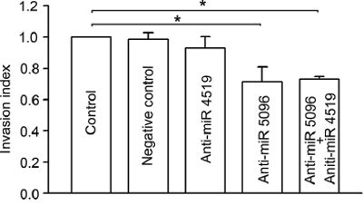 Effects of inhibition of specific miRNAs in astrocytes on glioma invasion.