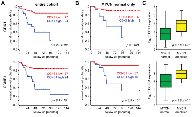 CCNB1 and cdk1 mRNA expression correlate with a poor outcome and MYCN expression in neuroblastoma.