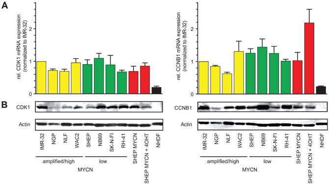 Cdk1 and CCNB1 are highly expressed in neuroblastoma cell lines.