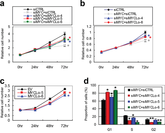 MYC-repressed MYCLos inhibit cell proliferation through cell cycle regulation in a MYC-dependent manner.