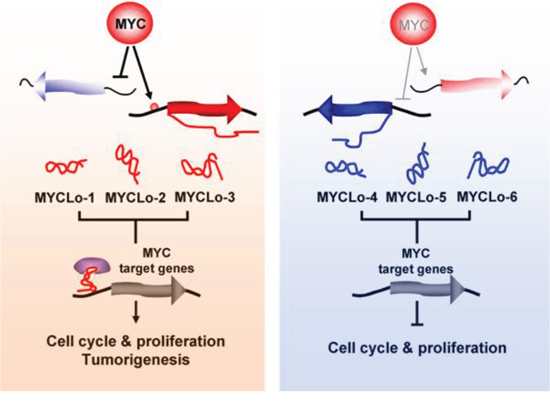 Functional mechanisms of MYC-regulated lncRNAs in MYC functions.