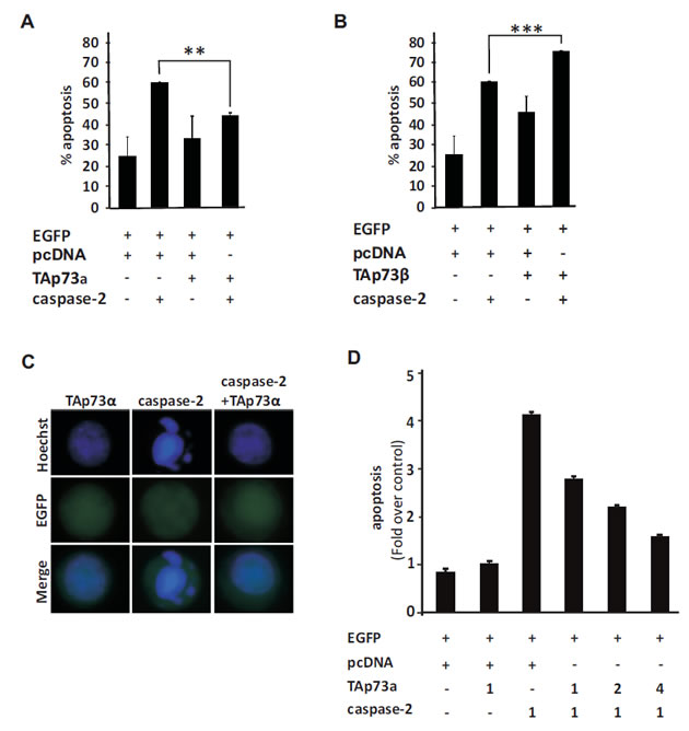 TAp73alpha inhibits apoptosis induced by caspase-2 over-expression in SCLC NCI-H82 cells.