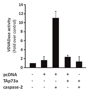 TAp73alpha expression inhibits caspase-2 activity.