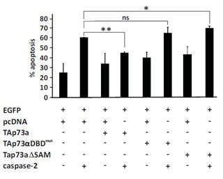 The DNA binding domain and SAM domain are required for TAp73alpha inhibition of caspase-2 induced apoptosis.