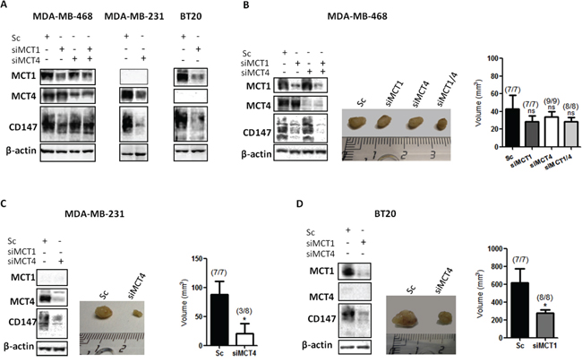 Knockdown of MCT1 and MCT4 decreases tumour volume in vivo.