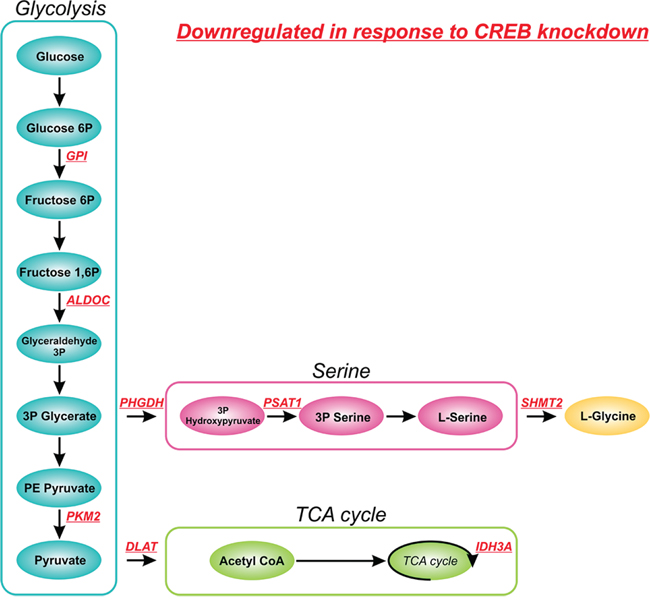 Effect of CREB knockdown on glucose metabolism.