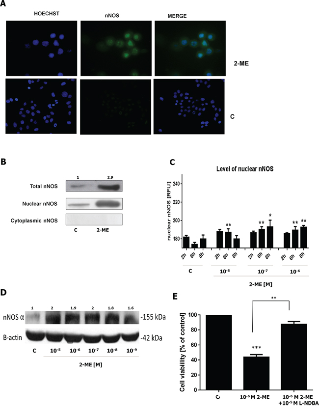 2-ME results in nuclear localization of nNOS in OS 143B cells.