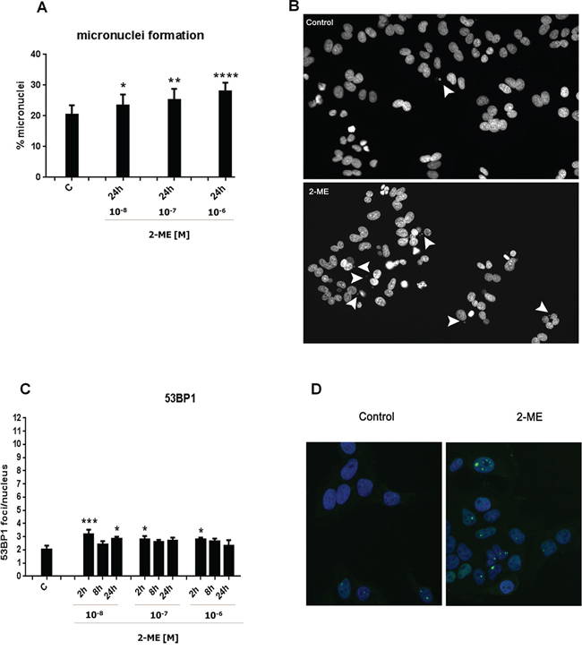 2-ME induced genomic instability and DNA repair at physiological and pharmacological relevant concentrations.