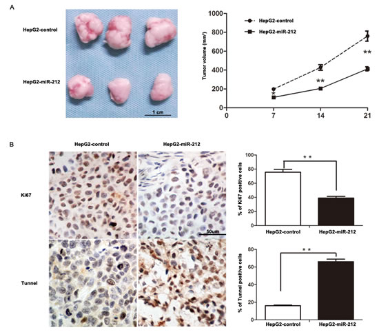 MiR-212 slows down tumor growth in mice.