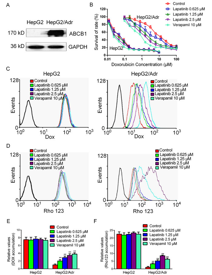 Effect of lapatinib on the accumulations of doxorubicin and rhodamine 123.