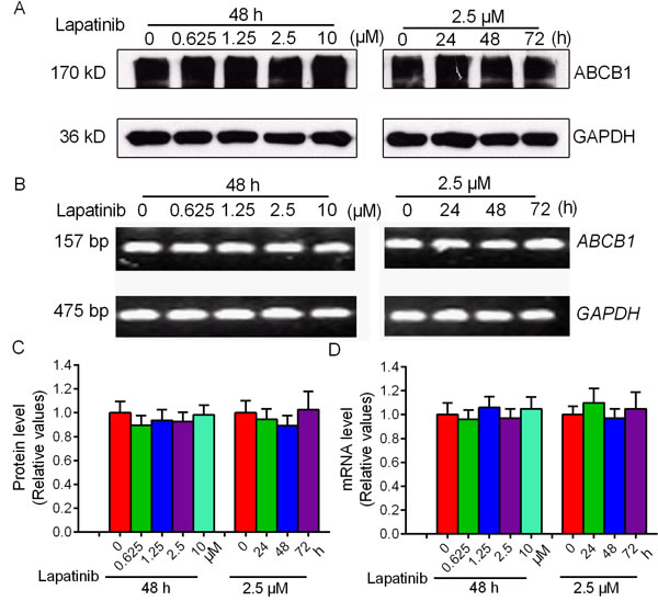Effect of lapatinib on the expression of ABCB1.