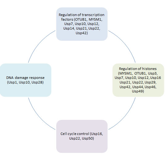 Role of deubiquitinating enzymes in different aspects of cancer epigenetic regulation.