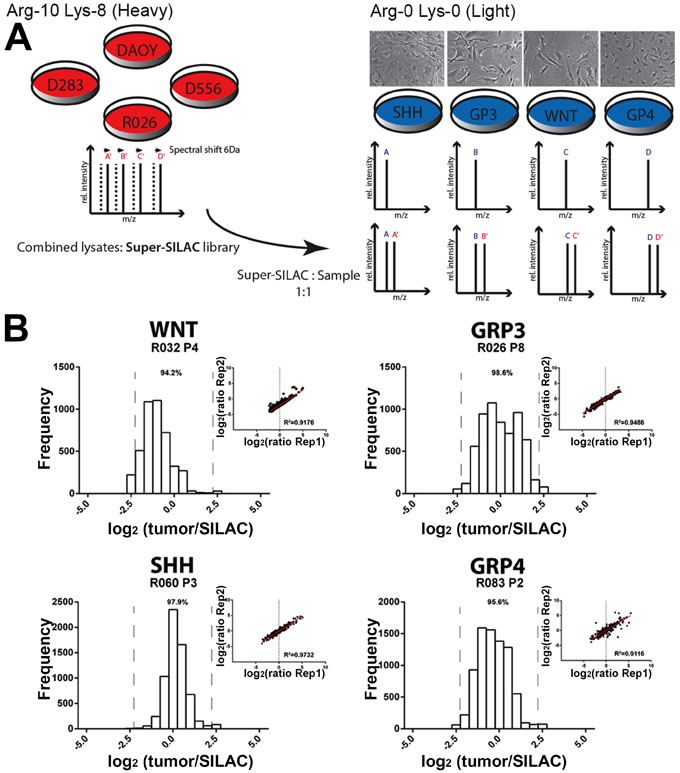 Effective quantification of human primary tumor cells using a super-SILAC reference standard.