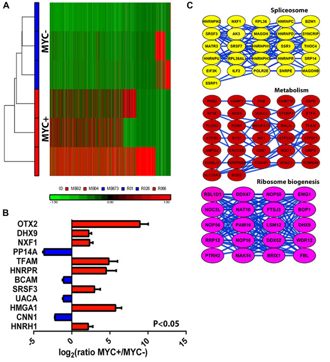 Differential proteome expression patterns between MYC-amplified versus non-amplified tumors.
