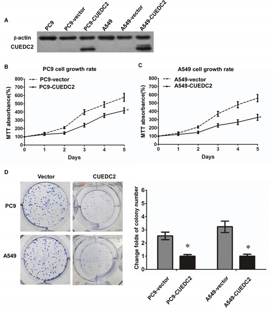 Ectopic over-expression of CUEDC2 decreases proliferation of lung adenocarcinoma cells.