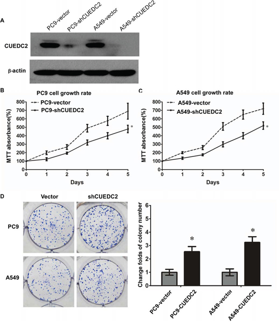 shRNA-mediated depletion of endogenous CUEDC2 increases proliferation of lung adenocarcinoma cells.